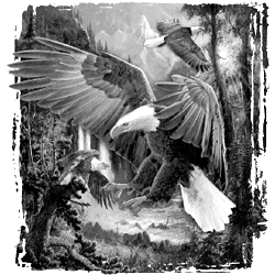 EAGLE LANDING 18562SA2.gif